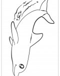 Delfíni omalovánky pro nejmenší k vytisknutí